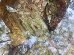 -素山寺森林公园