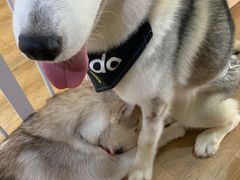 -Husky Go! 哈士奇体验馆·宠物咖啡厅狗咖