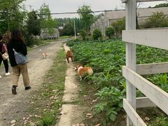 -洪湖家庭农场·团建·露营·会议