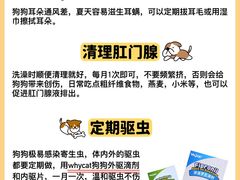 -翊宠yipet猫狗购宠庄园犬舍•猫舍