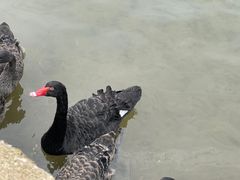 -道口童仔鸡(友谊街店)