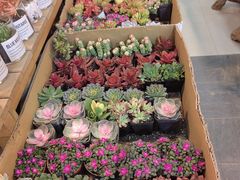 -双季花艺园艺市场(浦东店)