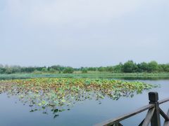 -溱湖国家湿地公园