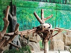 -灵玲国际马戏城