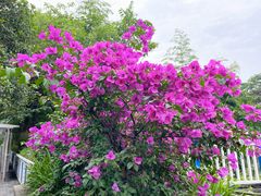 -李子坝梁山鸡(李子坝大鸡哥店)