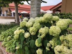 -意大利农场度假村
