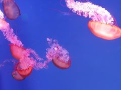 -芜湖新华联大白鲸海洋公园