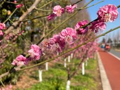 -上海长兴岛郊野公园