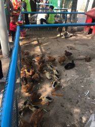 -上美四季动物农场