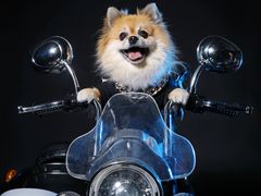 -超宠爱宠物摄影-Super pet