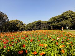 -上海共青森林公园