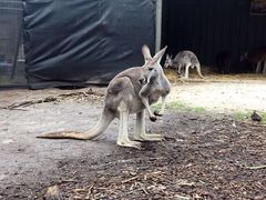 -威勒比开放式动物园