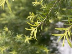 -Le Bistrot de Racine