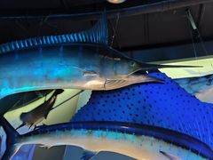 -陕西自然博物馆