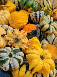 -爱丽丝奇幻乐园