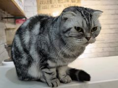 -猫房·猫吧·猫咖(龙湖时代汇店)