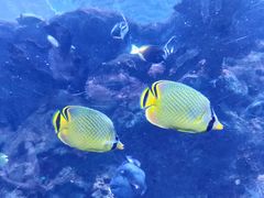 -珠海长隆海洋王国