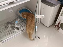 -lincat·猫舍(广州店)