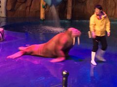 -烟台海昌鲸鲨海洋公园