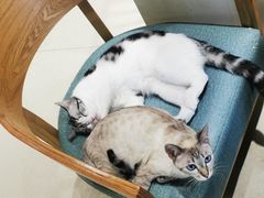 -藏猫猫咖啡主题馆(中央大道店)