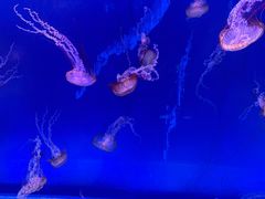 -海合安武汉极地海洋公园