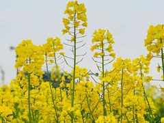 -三圣花乡旅游区