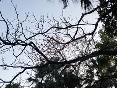 -海南热带野生动植物园