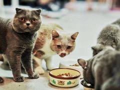 -我爱猫咪·猫咖·狗咖·安哥拉兔·羊驼咖(小寨华旗店)