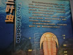 -河南自然博物馆