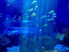 -沈阳海洋探索中心