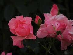 -国家植物园