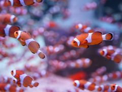 -海合安成都极地海洋公园