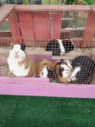 -萌宠亲子动物乐园(槐房万达店)