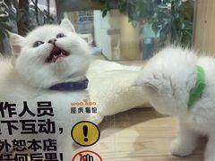 -屋虎猫馆(宝安大仟里店)