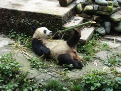 -中国大熊猫保护研究中心雅安碧峰峡基地