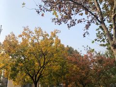 -山东艺术学院(长清校区)