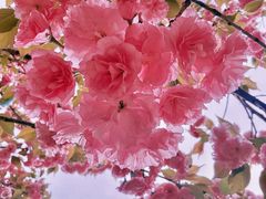 -长白岛森林公园