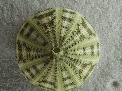-青岛贝壳博物馆