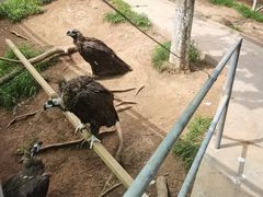 -西霞口神雕山野生动物世界