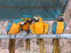 -西霞口神雕山野生动物世界