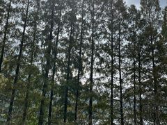 -新安江山水画廊风景区