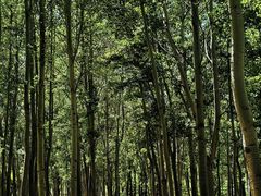 -森林公园(尖草坪区)