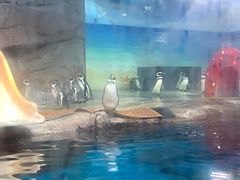 -海合安武汉极地海洋公园