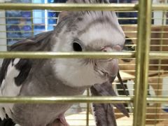 -momokira米努特·德文卷毛猫·棉花面纱犬