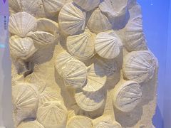 -重庆自然博物馆(新馆)