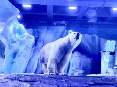 -上海海昌海洋公园-冰山北极馆