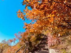 -成都美食巫山烤鱼(三里河路店)
