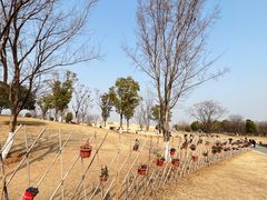 -盘龙城国家考古遗址公园