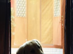 -百好乐宠物友好餐厅(朝外大街店)