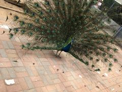 -长白岛森林公园